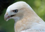 whitehawk1967's berichtenfoto