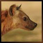 Hyena's Profielfoto